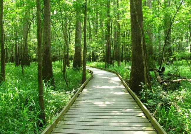 Congaree