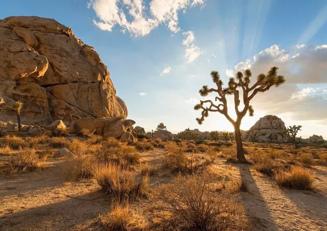 Joshua Tree