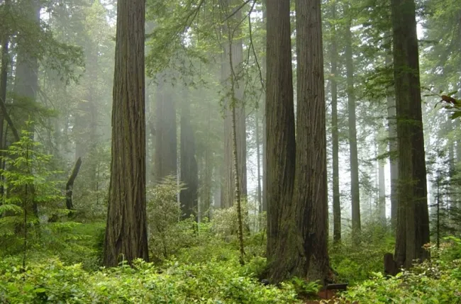 Redwood National Park