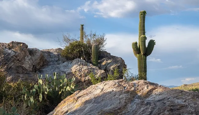 Saguaro National Park