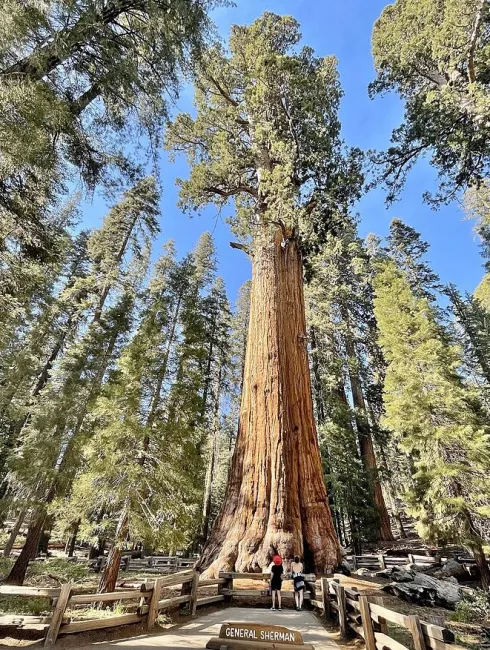 Sequoia